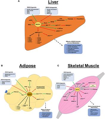 Tissue-Specific Approaches Reveal Diverse Metabolic Functions of Rho-Kinase 1